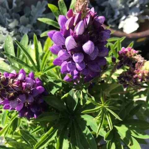 Photo by Andrea Peck