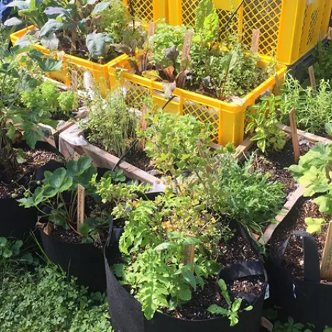 Grow bags combine well with other containers and make it possible to grow edibles where space is limited. Photo: Wikimedia commons