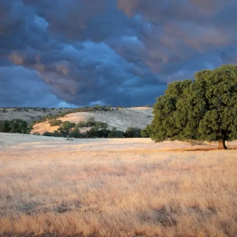 Stormy tree. Andrea Craig