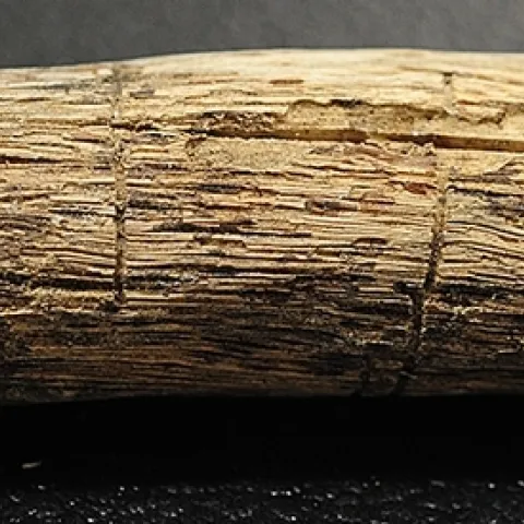 This is a gallery of bark beetles. A seminar on forest beetles will be among the seminars hosted by the UC Davis Department of Entomology and Nematology. (Photo by Kathy Keatley Garvey)