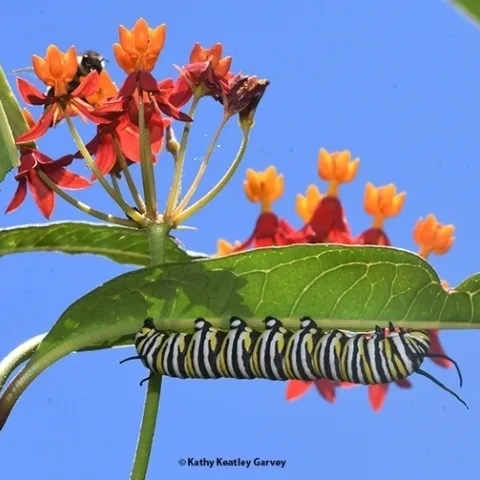 A monarch caterpillar feeding on tropical milkweed, Asclepias curassavica, in Vacaville, Calif. (Photo by Kathy Keatley Garvey)