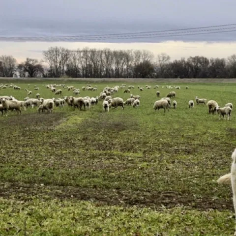 ‘Sheeping-off’ alfalfa, a practice valued for winter weed control. Note the livestock guard dog, fully intent on protecting its flock. (photo Steve Beckly)