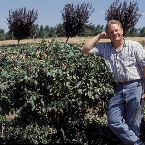 Man leaning on fruit tree that is less than 5' tall.