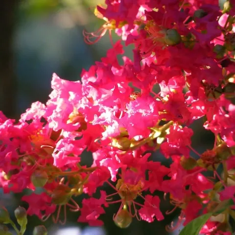 crape myrtle flowers by Chickens in the Trees (vns2009) is licensed under CC BY-NC-ND 2.0.