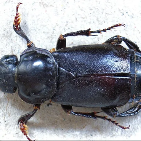 This is a burying beetle, Nicrophorus germanicus. It buries the carcasses of small vertebrae and uses them as a food source for its larva. (Photo courtesy of Wikipedia)