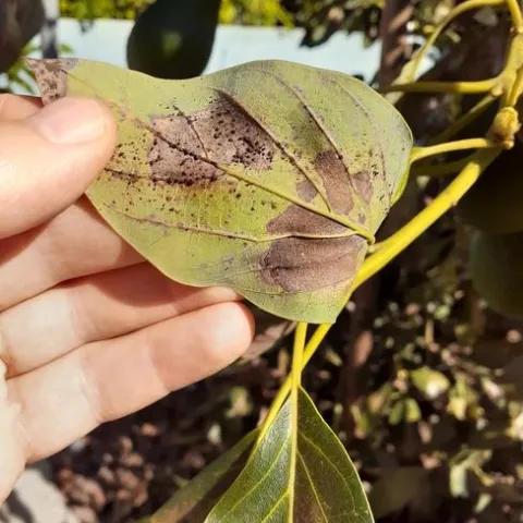 avocado lace bug damage and hnad
