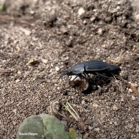 This is a carrion beetle, genus Heterosilpha. (Screen shot from Tracie Hayes' video)