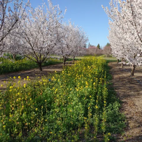 A carpet of yellow flowers and a few purple flowers runs between trees in an orchard.