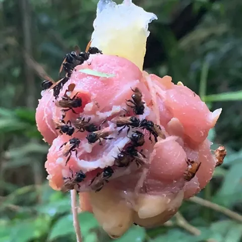 Stingless bees in Costa Rica dining on chicken bait. (Photo by Quinn McFrederick of UC Riverside)