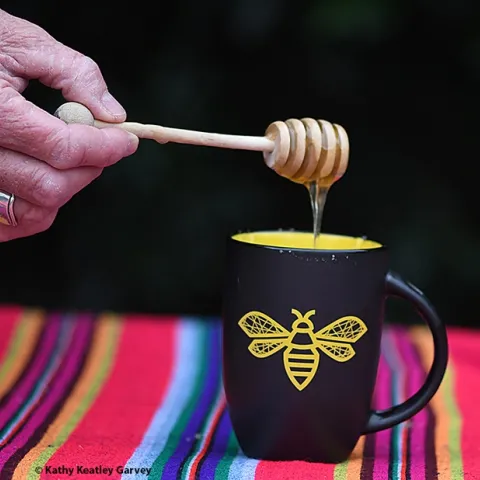 A dipper of honey for your tea? Sweet! (Photo by Kathy Keatley Garvey)