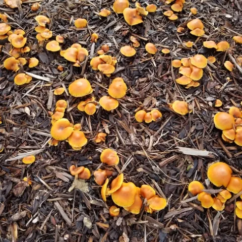 Orange cap mushrooms grown on wood chips in landscape after heavy rains.