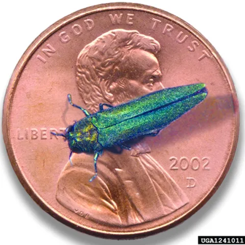 Emerald ash borer. Photo by Howard Russell, Michigan State University, Bugwood.org