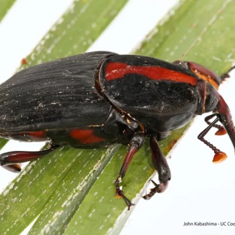 Adult, male red striped weevil. Photo by John Kabashima