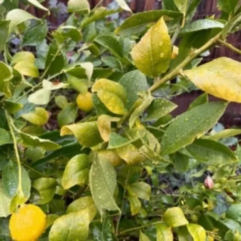 Winter yellowing on lemon leaves