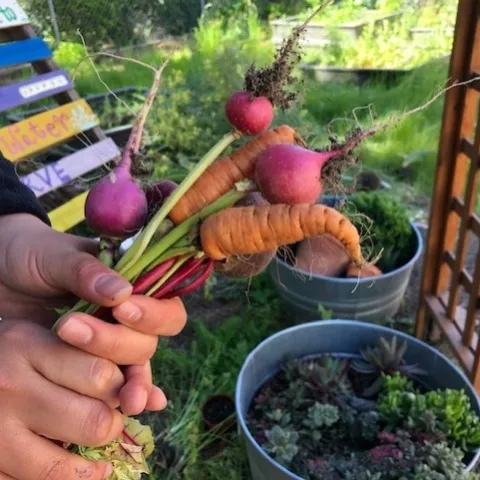 Hand holding three purplish red beets and two orange carrots.