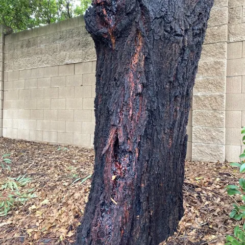 Eucalyptus tree with pest damage. photos by Michelle Davis
