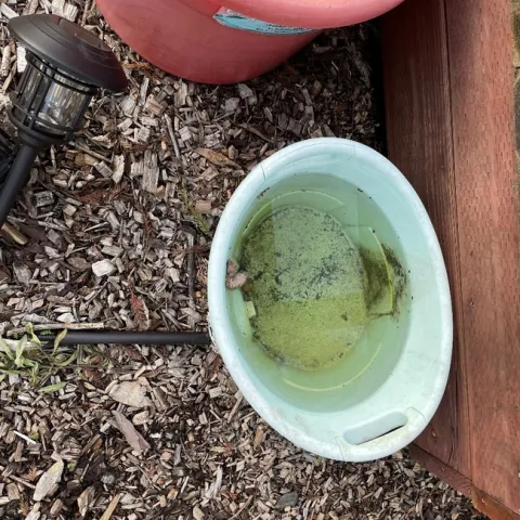 photos by Brenda Altman