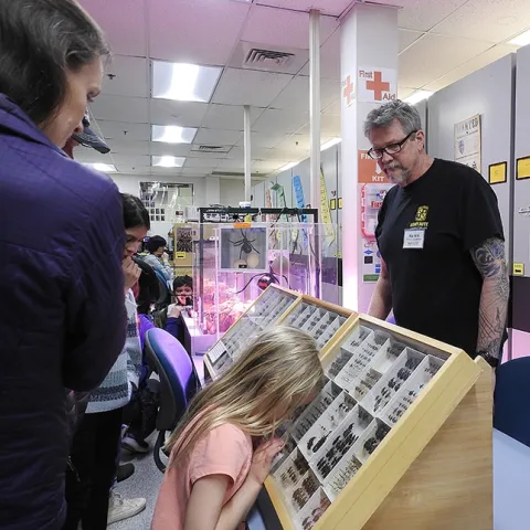 An enthusiastic little girl (future entomologist?) buries her head in a beetle display at the Bohart Museum open house, much to the delight of UC Berkeley associate professor and carabid beetle specialist Kipling "Kip" Will. (Photo by Kathy Keatley Garvey)