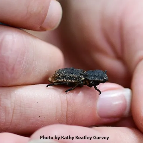 A diabolical ironclad beetle, Phloeodes diabolicus, held by Bohart Museum research associate Brittany Kohler. (Photo by Kathy Keatley Garvey)