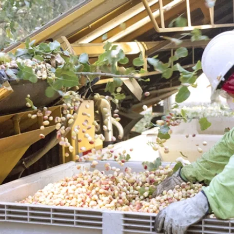 Con casi 520 mil acres plantados en California, en 2021, el pistache es el árbol de nueces de más rápido crecimiento en el estado. A nivel nacional, California domina esta industria toda vez que aquí se produce 99 por ciento de los cultivos en el país y cerca del 60 por ciento de los cultivos a nivel mundial. Fotografía por Evett Killmartin.