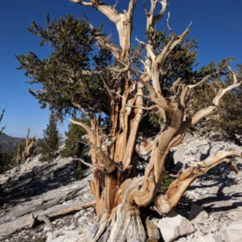 A bristlecone pine tree attacked by bark beetles. (Photo courtesy of Justin Runyon)