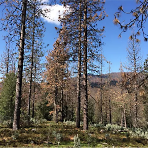 USDA forest research entomologist Chris Fettig will discuss bark beetle damage (shown) when he delivers a UC Davis Department of Entomology and Nematology seminar at 4:10 p.m., Wednesday, Feb. 1. (Photo courtesy of Chris Fettig)
