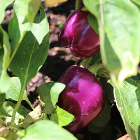 Two glossy purple peppers among green leaves on a pepper plant.
