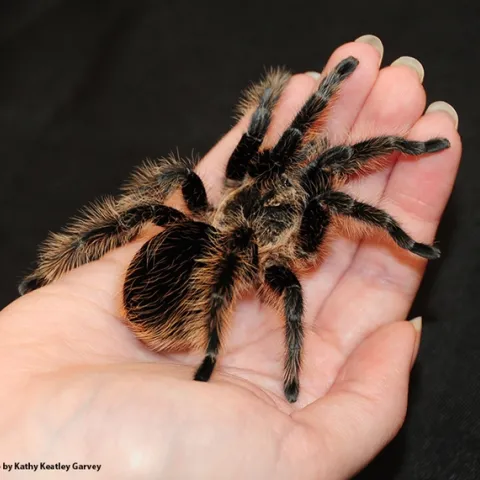 A tarantula in the Bohart Museum of Entomology's petting zoo. (Photo by Kathy Keatley Garvey)