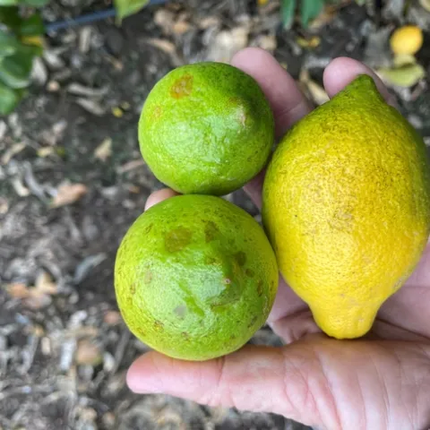 lemon oil spray damage