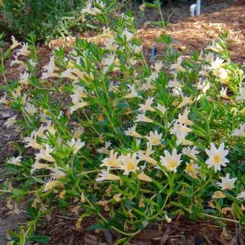 Sticky-monkeyflower. Brent McGhie