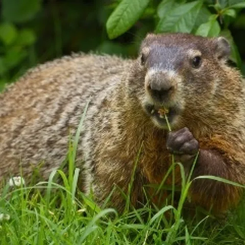 A groundhog eating a flower.