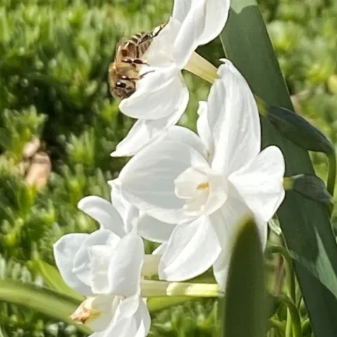 Bee on paperwhite. photos by Dave Bellamy