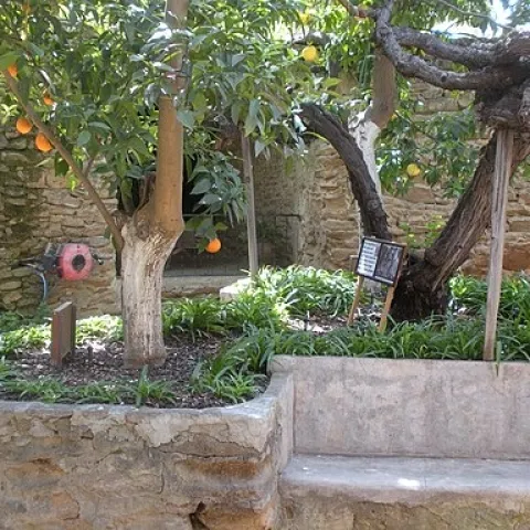 Citrus trees in a raised planter box.