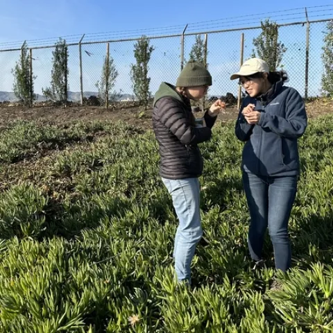Two scientists look for Western flower thrips amid ice plants