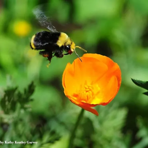A yellow-faced bumble bee, Bombus vosenenskii, heads for a California golden poppy. (Photo by Kathy Keatley Garvey)