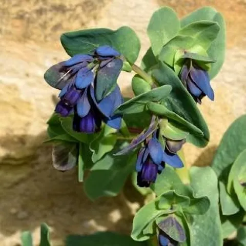 Cerinthe major
