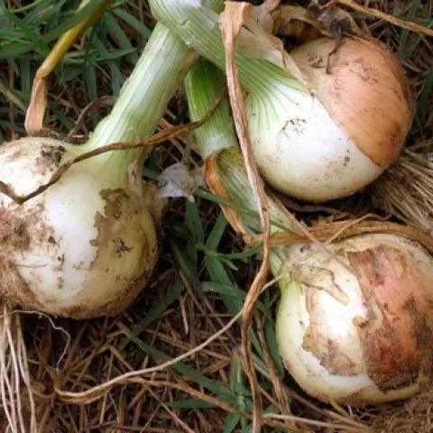 Photo of onion bulbs