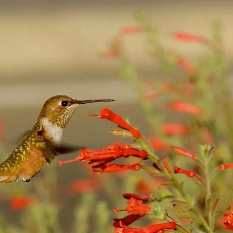 Brown hummingbird with white throat hovering near a plant with orangish-red tubular flowers.