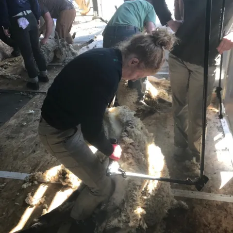 2020 Shearing Students