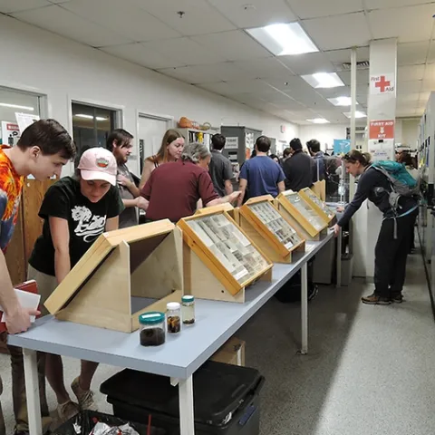 A scene from one of the UC Davis Biodiversity Museum Days at the Bohart Museum of Entomology. The 12th annual is Feb. 18. (Photo by Kathy Keatley Garvey)