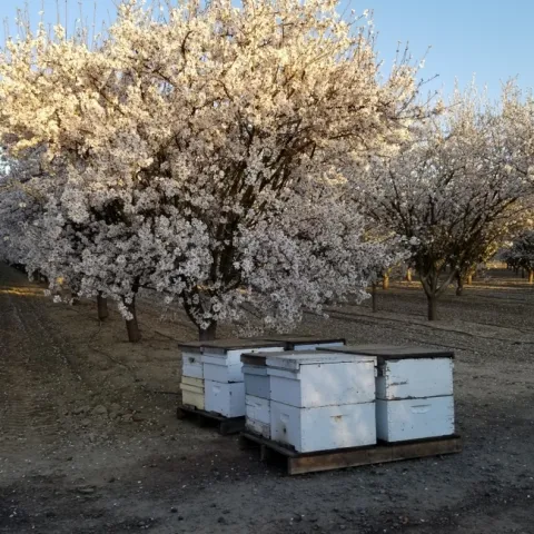 boxes of bee hives painted white.