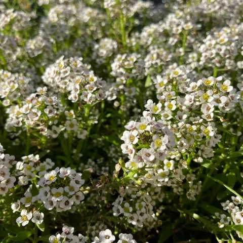 Photo by Sophia Stevens