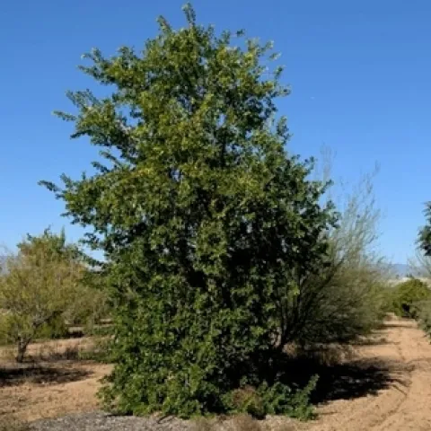 La foto muestra en noviembre del 2022 árboles adaptados al clima del Servicio Forestal de Estados Unidos y el proyecto de investigación de UC ANR en UC Riverside, los cuales no han sido regados desde marzo del 2020.