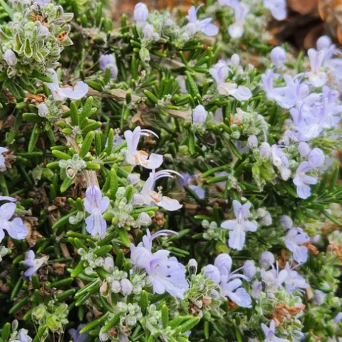 Photo by Polly Nelson