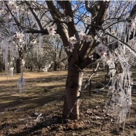 El clima extremoso puede acabar con los botones y flores. Aplicar agua con los aspersores puede calentar el huerto y prevenir que el daño de las heladas. Fotografía por Allen Vizcarra.