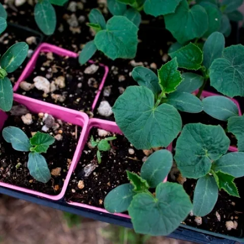 Dark green seedlings in a tray ready for planting.