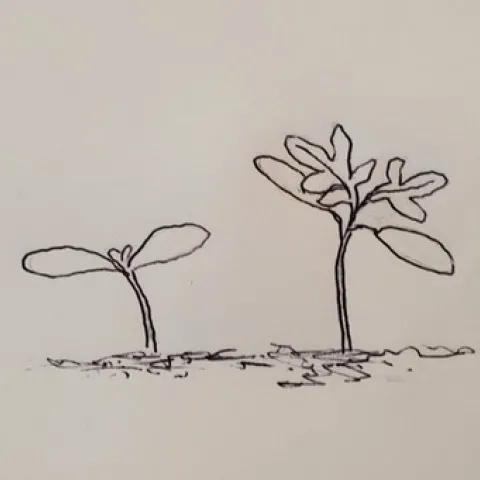 Drawing of seedling