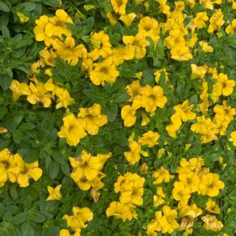 Photo by Deborah Light-Pacheco