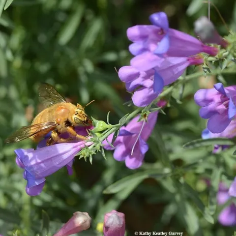 Golden yellow bee poised in mid-air to sip nectar from a purple flower.