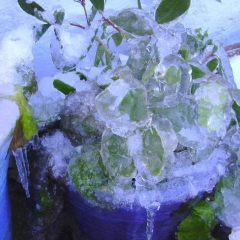 Ice coats a plant in an pot while snow coats the ground.